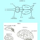 Part6 - 신경계와 그 중심에 있는 뇌