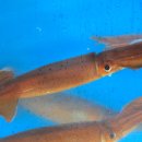 산오징어 이미지