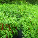 영양고등학교 이미지