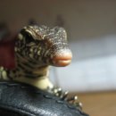 돼지세끼 이미지