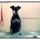 세븐동물병원 이미지