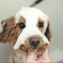 어니얼리 이미지