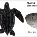 아리바다 이미지