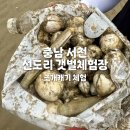 충남 서천 가볼만한 곳 : 선도리 갯벌체험장 맛조개 백합 잡기 준비물 주차 솔직 후기