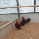 게임잉글리쉬 이미지