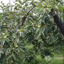 김종출농장 연합뉴스