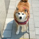 그래즐 | 후르타 래즐대즐 하네스 중형견 착용후기