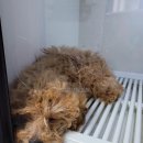 펫 아일랜드 | 강아지 운동장과 수영장이 있는 서울 근교 애견펜션, 가평 춘천 펫아일랜드 펜션 후기