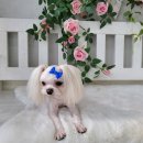 댕댕이 미장원 이미지