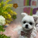 멍벤져스 이미지