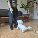 아지&냥이 이미지