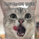 션샤인캣 | 명동 놀거리 명동고양이카페 고양이놀이터명동점