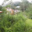 코스모스 민박 이미지