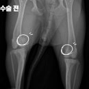 잠실베스트동물병원 수술재활센터 이미지