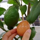 강대농장 이미지