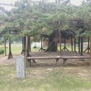 당호농장 Daum카페