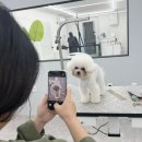 댕댕사우나 이미지