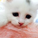 후우 이미지