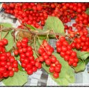 호랑바우농원 이미지