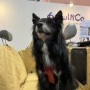 (주)베러펫 이미지