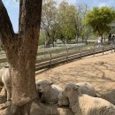 춘삼월목장 이미지