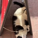 루고냥이