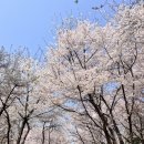 마포, 걷고싶은길 2코스 | 경의선숲길 벚꽃 현황 (4월 2일)｜공덕 벚꽃 산책 + 공덕 맛집 + 공덕 카페 코스