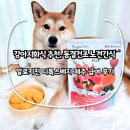 (주)세하라인 | 강아지화식 추천, 동결건조 노견간식 알로키친 디톡스베지 제주 급여 후기