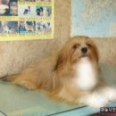 행운켄넬 이미지