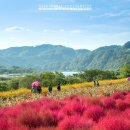 (주)코리아세븐 연천임진강점 | [경기도 연천 여행] 붉은 파도가 일렁이는 가을의 절정! 임진강 댑싸리정원