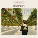 수원-1267 | 수원 하늘의별딸기:: 아이랑 딸기 따고 케이크 만들고!