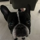 스테이독 | [더스테이골드독] 태안 애견동반숙소(중형견) 펜션 후기!