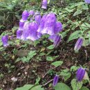 초롱꽃공원 이미지