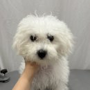 튼튼애견미용 이미지