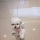 24시 올리몰스 동물메디컬센터 이미지