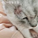 녹십자 동물병원 이미지