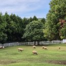 민아목장 이미지