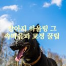 하울링 - 수성구 | 하울링