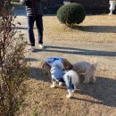 멍멍아 여기어때 이미지