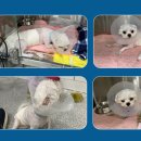 로얄동물외과수술센터 이미지