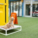 포스앤네이처 펫살롱 | 성수애견동반 커멍그라운드 건대 애견카페 놀이터 유치원까지!