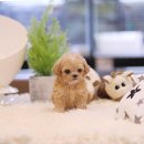 복슬 강아지 이미지