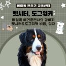 베럴독 이미지