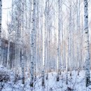 동화정비 | 인제 속삭이는 자작나무 숲 코스 후기｜동화 같은 힐링 여행지