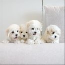 유어펫 라운지 강아지분양 이미지