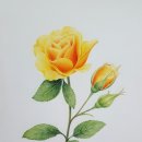 꽃그림 색연필화 이미지