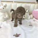 강아지분양 고양이분양 포근퍼피 | 연신내강아지분양 베들링턴테리어 반짝이는 인연