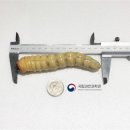 (주)하늘소