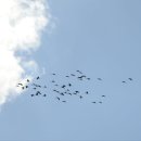 순천만 흑두루미 국제 심포지엄 이미지