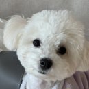 멍발소 | 광주 남구 애견미용 추천｜진월동 멍발소 다녀온 솔직 후기